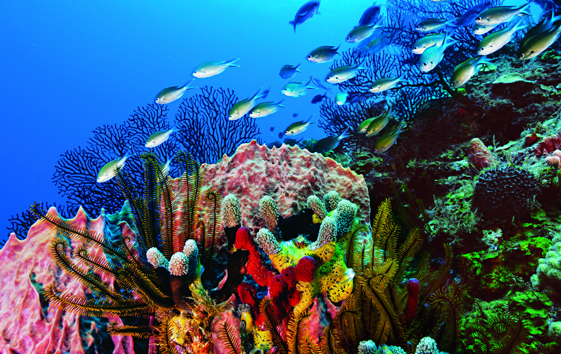 Сообщество кораллового рифа. Морской парк на рифах Туббатаха. Коралловый риф Туббатаха. Барьерный риф Мексики. Коралловый риф в Мексике.
